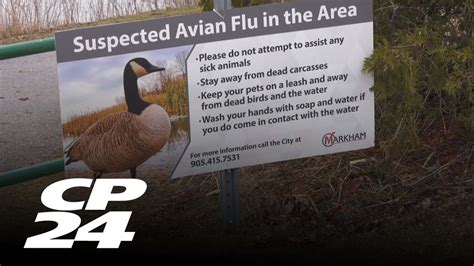 Group of dead geese in GTA test positive for bird flu